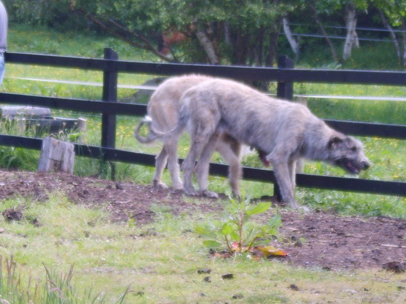 irishwolfhounds.jpg