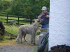 irishwolfhounds2_small.jpg