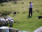 sheepfarmerwithhisdogs3_small.jpg