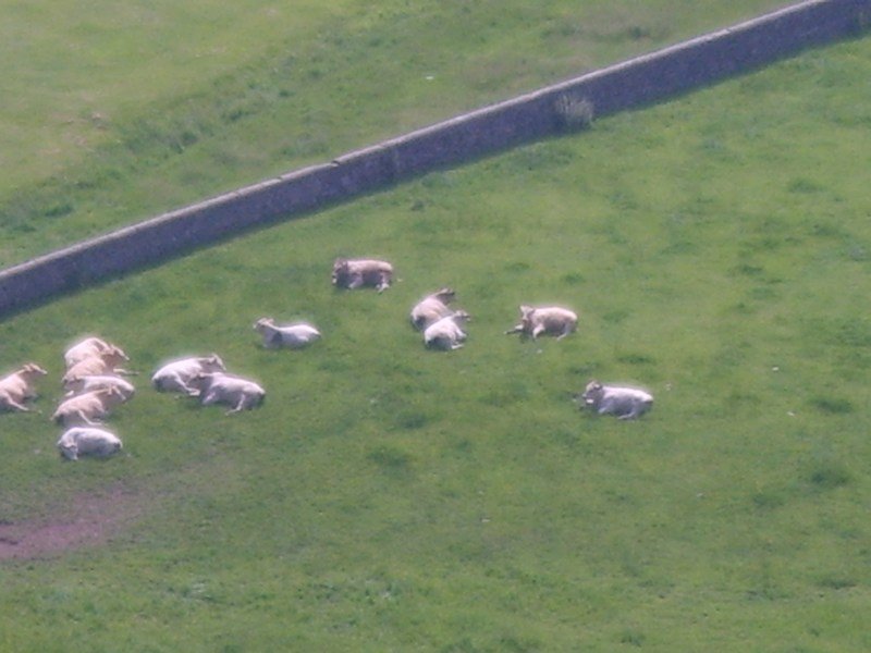 nearbysheep.jpg