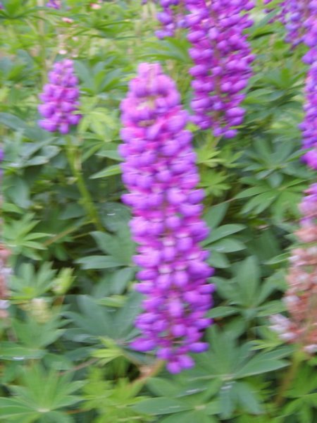 closeupflower.jpg