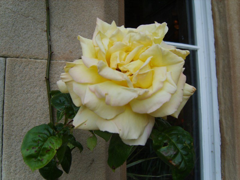 evenmoreflowersatminardcastle.jpg