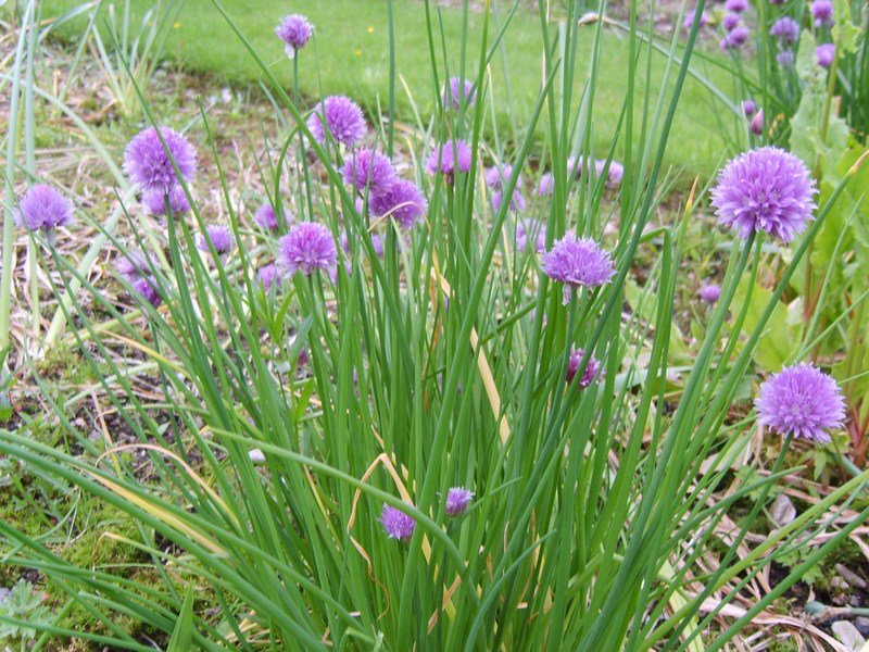 flowersatminardcastle.jpg