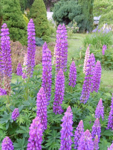 moreflowersatminardcastle.jpg