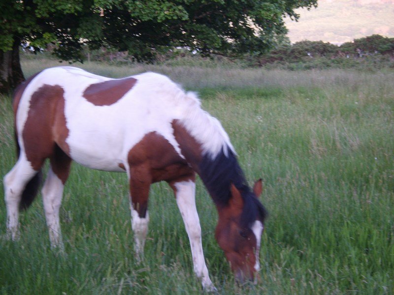 oneoftheponiesatminardcastle.jpg